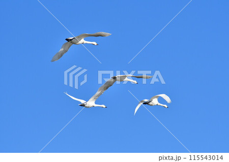 瓢湖の白鳥(新潟県) 瓢湖の白鳥(新潟県) 115543014