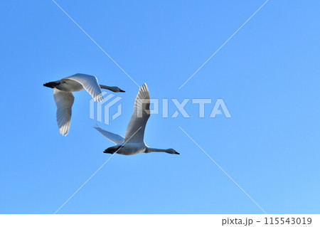 瓢湖の白鳥(新潟県) 瓢湖の白鳥(新潟県) 115543019