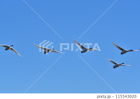 瓢湖の白鳥(新潟県) 瓢湖の白鳥(新潟県) 115543020