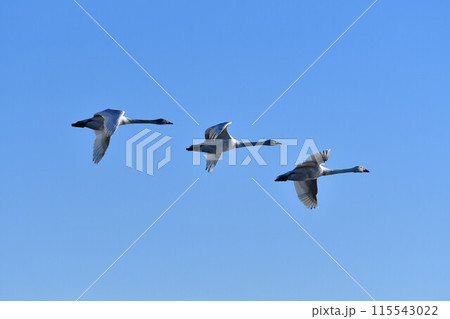 瓢湖の白鳥(新潟県) 瓢湖の白鳥(新潟県) 115543022