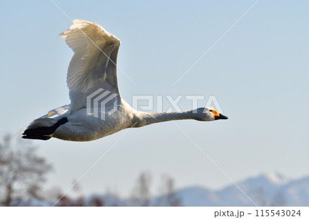 瓢湖の白鳥（新潟県）	 115543024