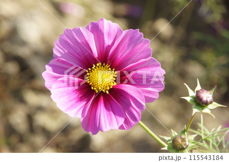 コスモス 115543184