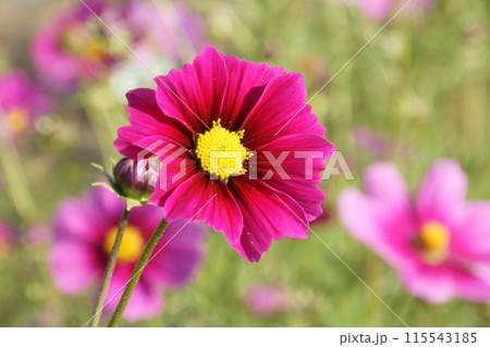 コスモス 115543185