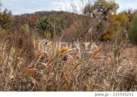 Dry autumn reeds grass thickets close-up Dry autumn reeds grass thickets close-up 115543251