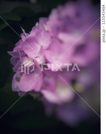 雨に濡れた紫陽花【梅雨】【初夏】 雨に濡れた紫陽花【梅雨】【初夏】 115543484