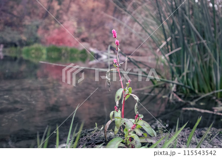 Pink Water Smartweed Flowers on Autumn River 115543542