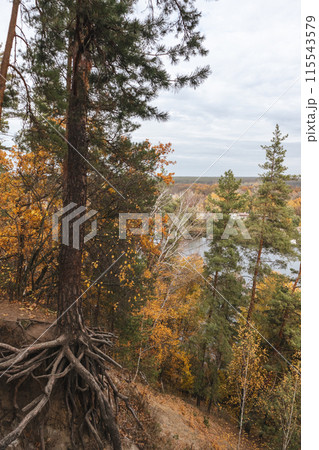 Tall pine trees forest on riverside hill in autumn 115543579