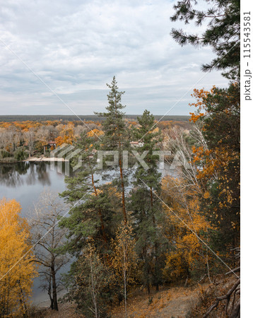 Tall pine trees forest on riverside hill in autumn 115543581