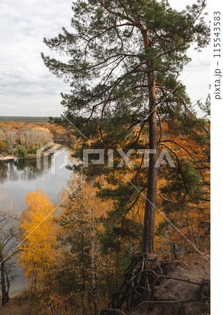 Tall pine tree on riverside hill in autumn 115543583