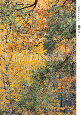 Tall pine tree on riverside hill in autumn 115543601