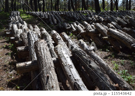 キノコの原木栽培 115543642