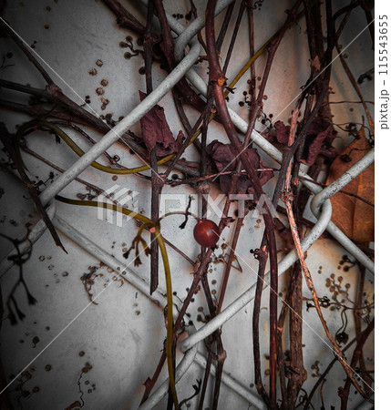 フェンスに絡まるツタの枯れ枝【秋】【冬】 フェンスに絡まるツタの枯れ枝【秋】【冬】 115543655