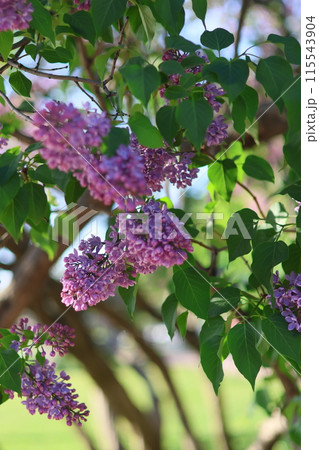 bushes of blooming lilac in city, beautiful purple flowering trees in park or in meadow 115543904