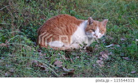 のらねこ のらねこ 115544315