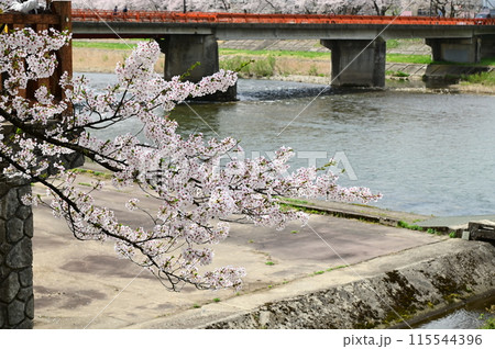 桧木内川堤の桜まつり 115544396