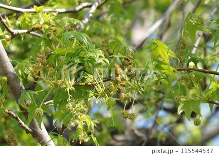 モミジバフウの花と若葉 115544537