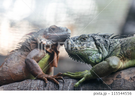 Two beautiful iguanas sitting on a tree 115544556
