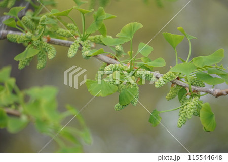 イチョウの花　　 115544648