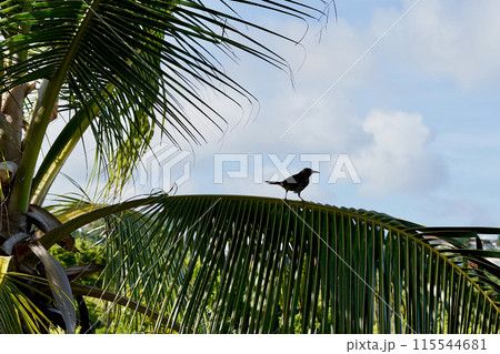 Thrush in silhouette on a sunny day Thrush in silhouette on a sunny day 115544681