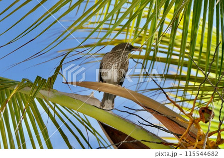 Thrush on a coconut palm 115544682