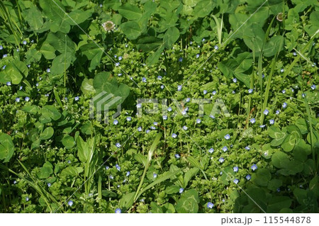 オオイヌノフグリの花 115544878