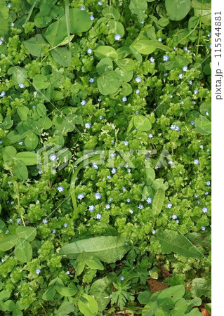 オオイヌノフグリの花 115544881