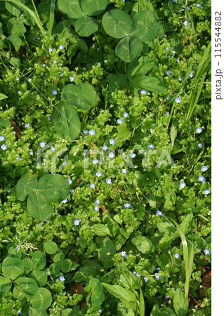オオイヌノフグリの花 オオイヌノフグリの花 115544882