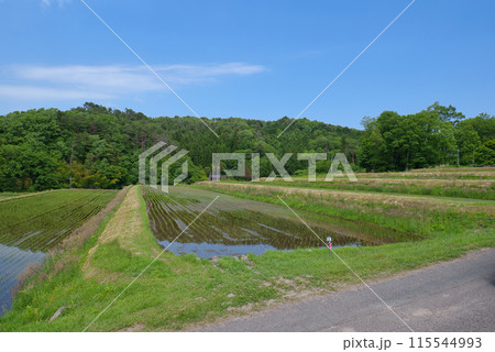 〈島根県〉奥出雲町　大原新田の棚田風景　5月 115544993