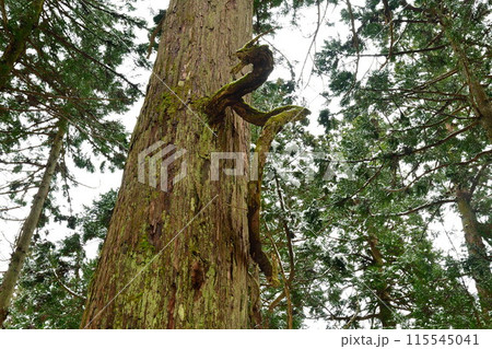 慈光寺参道 龍神杉(新潟県) 慈光寺参道 龍神杉(新潟県) 115545041