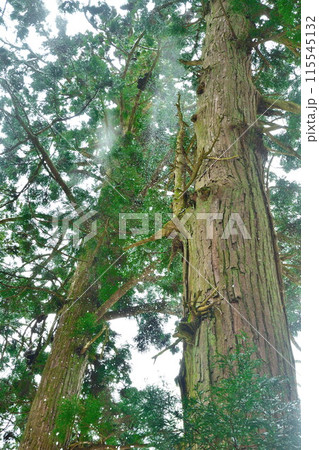 慈光寺 参道(新潟県) 慈光寺 参道(新潟県) 115545132