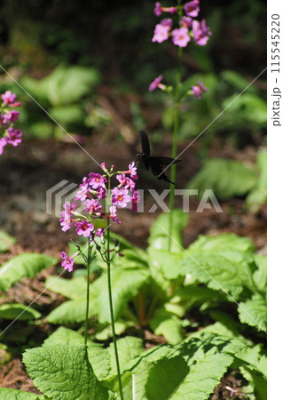 クリンソウの蜜を吸うオナガアゲハ 115545220
