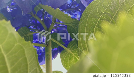 下から見上げる青い紫陽花 115545358