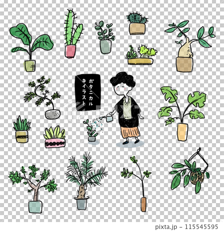 植物插圖顏色 115545595