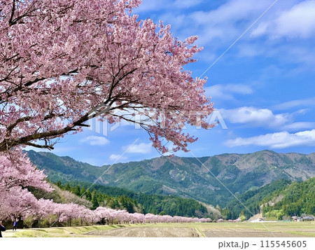 里山の新緑と川沿いの桜並木(コヒガンザクラ)に彩られた田んぼの風景〈愛知高原国定公園/愛知県設楽町〉 里山の新緑と川沿いの桜並木(コヒガンザクラ)に彩られた田んぼの風景〈愛知高原国定公園/愛知県設楽町〉 115545605
