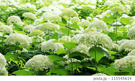 どこまでも続く白いあじさいアナベルの群生 115545614