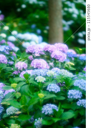 青い紫陽花 115545680