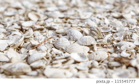 Close-up of a beautiful collection of assorted seashells on sandy beach with serene ocean background 115545777