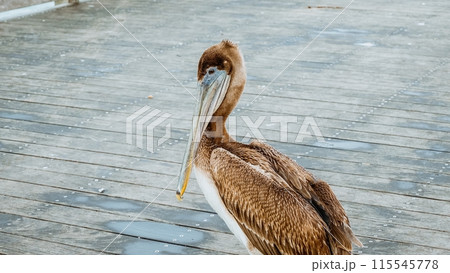 Close-up shot of a brown pelican standing on a weathered wooden dock 115545778