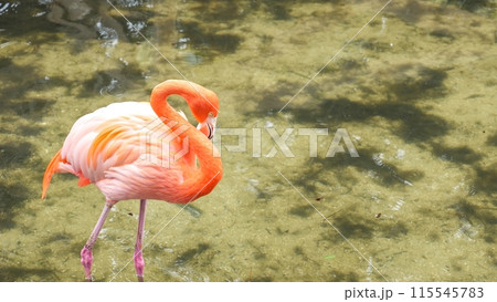 Pink Flamingo Walking Through Water, Creating Ripples in Natural Setting Pink Flamingo Walking Through Water, Creating Ripples in Natural Setting 115545783