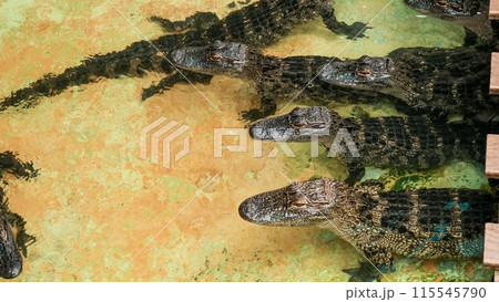 Juvenile alligators swimming in a Florida gator farm with various sizes. 115545790