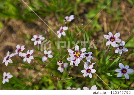 初夏の植物園　プラントピア 115545796