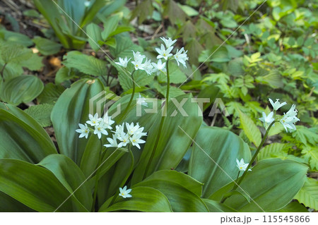 ツバメオモト3 ツバメオモト3 115545866