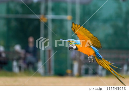 とまる寸前のルリコンゴウインコの飛翔シーン 115545958