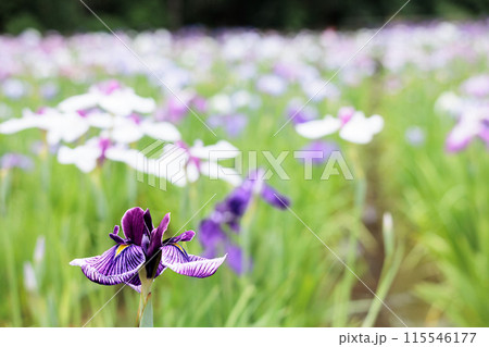 色とりどりに咲き人々の心を癒し続ける菖蒲の花たち 色とりどりに咲き人々の心を癒し続ける菖蒲の花たち 115546177