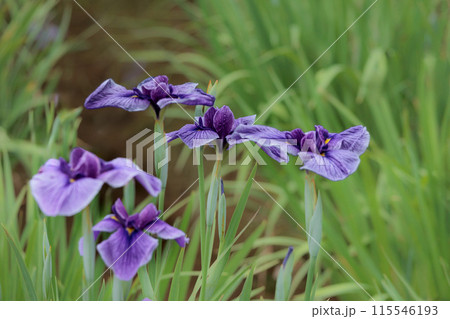 色とりどりに咲き人々の心を癒し続ける菖蒲の花たち 115546193