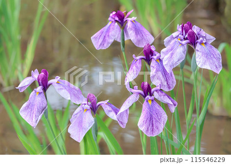 色とりどりに咲き人々の心を癒し続ける菖蒲の花たち 色とりどりに咲き人々の心を癒し続ける菖蒲の花たち 115546229