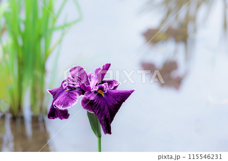 色とりどりに咲き人々の心を癒し続ける菖蒲の花たち 115546231