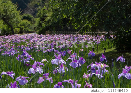 ロマンチック茨城（徳川光圀公の故里に満開の花菖蒲。西山荘の庭園「桃源」にて。）常陸太田市 115546430