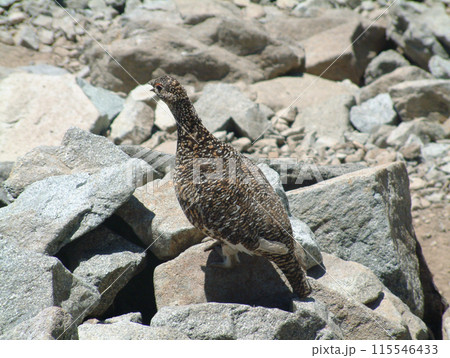a snow grouse, a ptarmigan ライチョウ(初夏の北アルプス・槍穂高連峰) a snow grouse, a ptarmigan ライチョウ(初夏の北アルプス・槍穂高連峰) 115546433