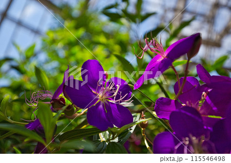 グリーンセンターの春 115546498